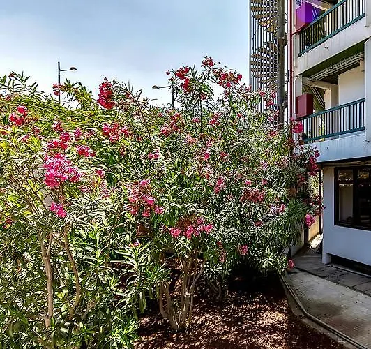 Vina Del Mar Ocean Apartment Playa de las Americas (Tenerife)